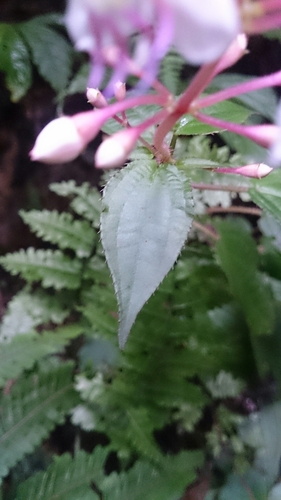 Bredia hirsuta iNat (3)
