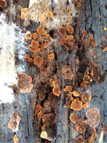Coltriciella dependens image