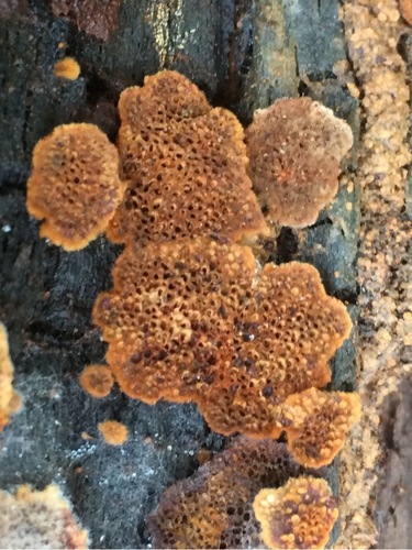 Coltriciella image