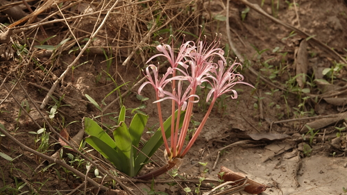 Ammocharis tinneana image