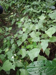 Persicaria biconvexa