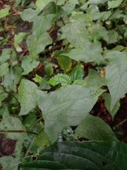 Persicaria biconvexa