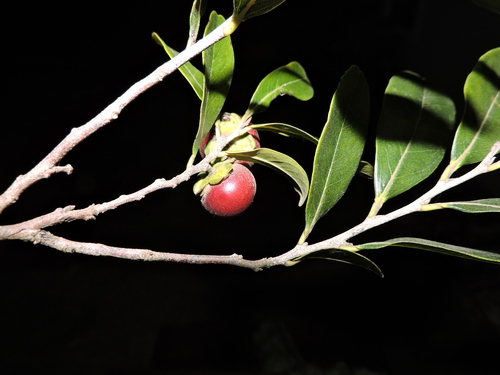 Image of Diospyros inconstans by (c) Fabrício Mil Homens Riella, some rights reserved (CC BY)