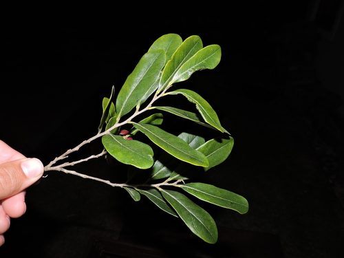 Image of Diospyros inconstans by (c) Fabrício Mil Homens Riella, some rights reserved (CC BY)
