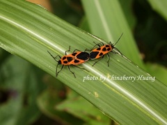 Tropidothorax sinensis