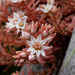 Spanish Stonecrop - Photo (c) leposava, some rights reserved (CC BY-NC)