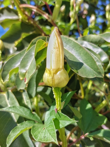 Brazilian jalap (Operculina macrocarpa)