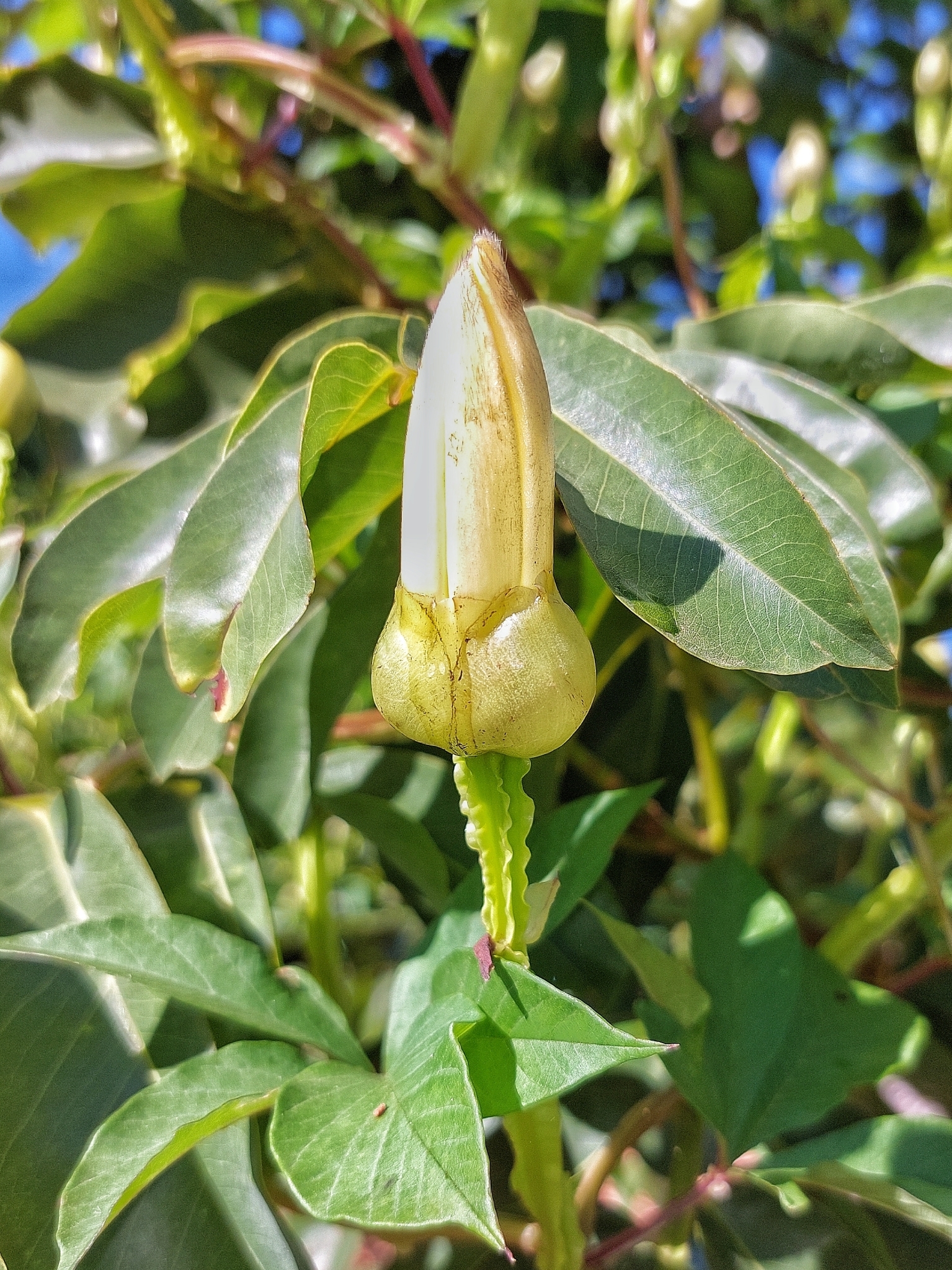 Imagem de Jalapa