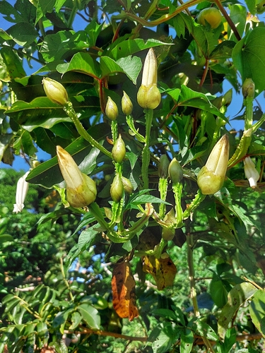 Image of Operculina macrocarpa by (c) Francisco V. Bezerra Neto, some rights reserved (CC BY-SA)