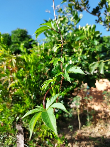 Image of Operculina macrocarpa by (c) Francisco V. Bezerra Neto, some rights reserved (CC BY-SA)