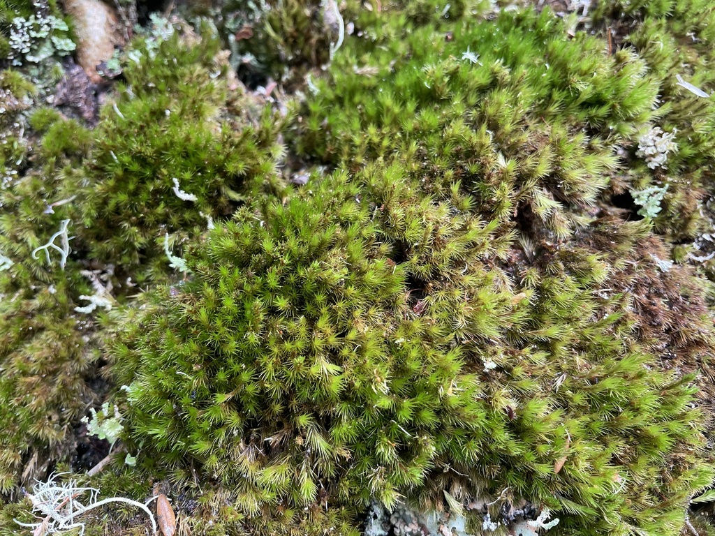 Campylopus hawaiicus