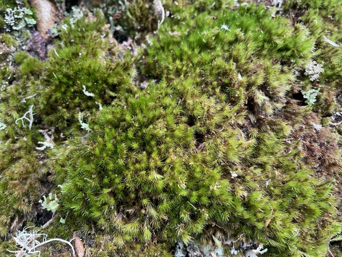 Campylopus hawaiicus