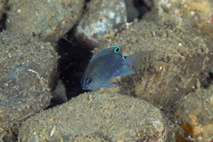 Threespot Damsel photo 4