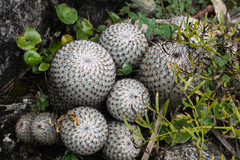 Mammillaria haageana