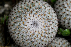 Mammillaria haageana