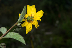 Electranthera mutica holotricha
