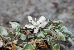 Dichondra nivea