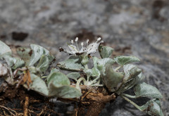 Dichondra nivea