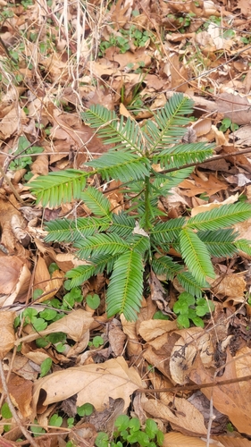 Cephalotaxus harringtonia