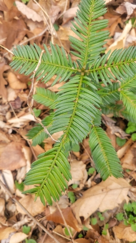 Image of Cephalotaxus harringtonia by (c) George Pushkal, some rights reserved (CC BY)