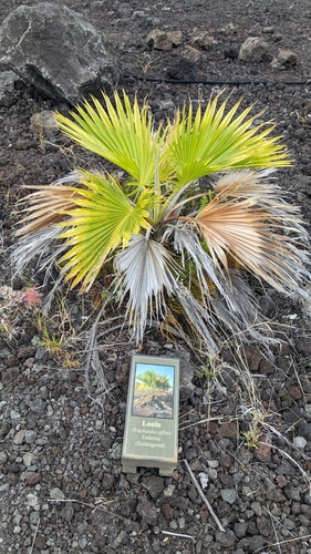 Image of Pritchardia maideniana by (c) J. Roe, some rights reserved (CC BY)