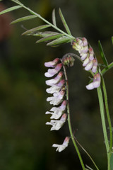 Vicia pulchella