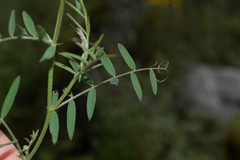 Vicia pulchella