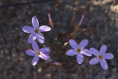 Oxalis giftbergensis