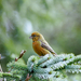 Sitka Crossbill - Photo 
Dave Menke, no known copyright restrictions (public domain)