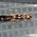 Cranopygia daemeli - Photo (c) Pete Woodall, some rights reserved (CC BY-NC), uploaded by Pete Woodall