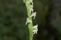 Kionophyton seminuda