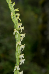 Kionophyton seminuda