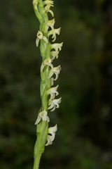 Kionophyton seminuda