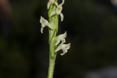 Kionophyton seminuda