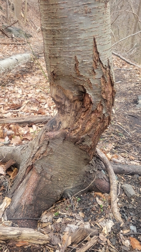 American Beaver photographed in Delaware