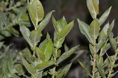 Salix cordata