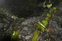 Sisyrinchium angustissimum