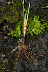 Sisyrinchium angustissimum