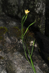 Sisyrinchium angustissimum