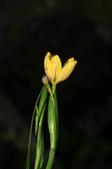 Sisyrinchium angustissimum