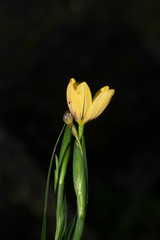 Sisyrinchium angustissimum
