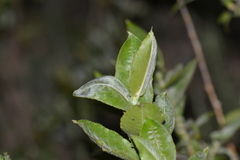 Salix cordata