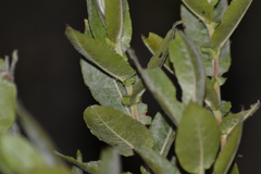 Salix cordata