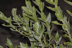 Salix cordata