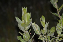 Salix cordata