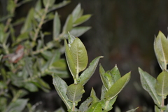 Salix cordata