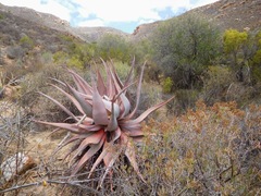 Aloe comosa