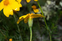 Tagetes linifolia