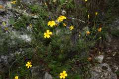 Tagetes linifolia