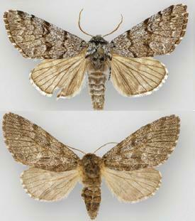 black zigzag moth